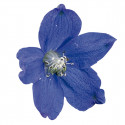 Delphinium Delfix