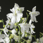 Delphinium Delfix...