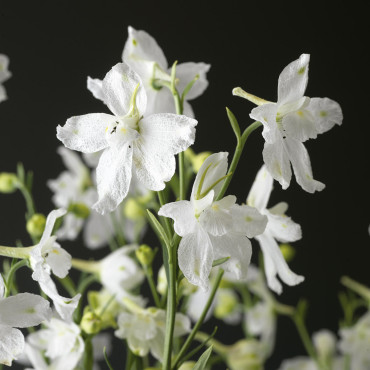 Delphinium Delfix...
