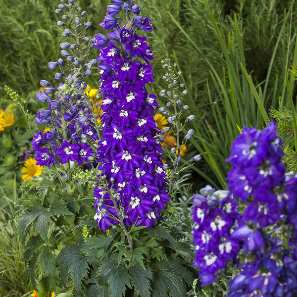 Delphinium Delphina