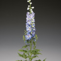 Delphinium Excalibur