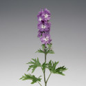 Delphinium Excalibur