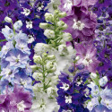 Delphinium Excalibur