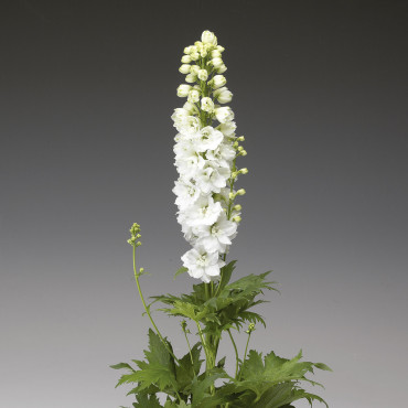 Delphinium Excalibur...