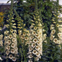 Digitalis Camelot