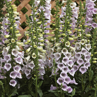 Digitalis Camelot...