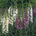 Digitalis Camelot