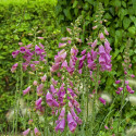 Digitalis Camelot