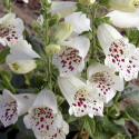 Digitalis Camelot