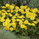 Doronicum Leonardo C...