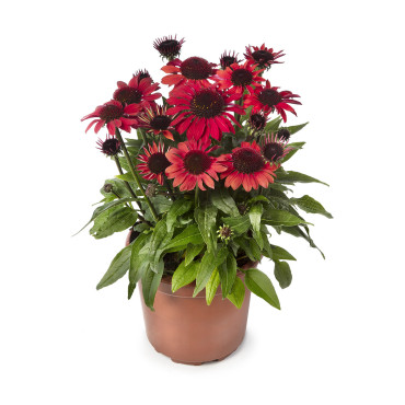 Echinacea Prairie Bl...