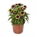 Echinacea Prairie Blaze