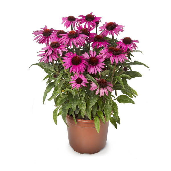 Echinacea Prairie Splendor Compact