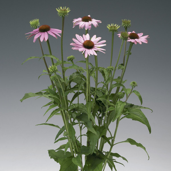 Echinacea Prairie Splendor