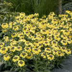 Erysimum Canaries...