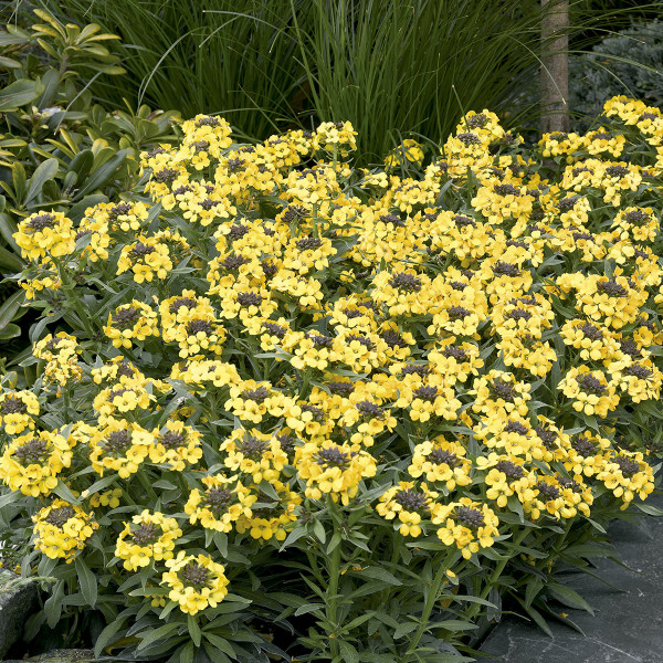 Erysimum Canaries