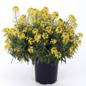 Erysimum Canaries