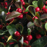 Gaultheria Winter Pe...