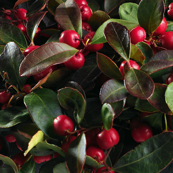 Gaultheria Winter Pearls