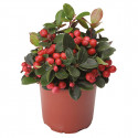 Gaultheria Winter Pearls