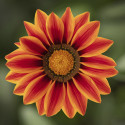 Gazania Big Kiss