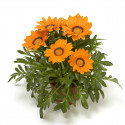 Gazania Big Kiss