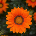 Gazania Big Kiss