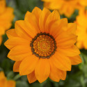 Gazania Big Kiss