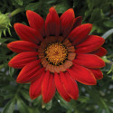 Gazania Big Kiss