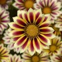 Gazania Big Kiss