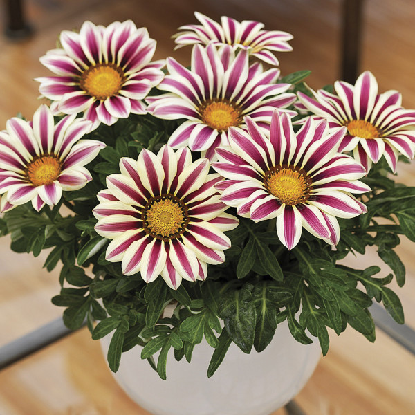 Gazania Big Kiss