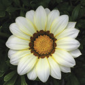 Gazania Big Kiss