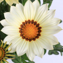 Gazania Big Kiss