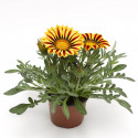 Gazania Big Kiss