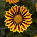 Gazania Big Kiss