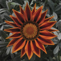 Gazania Frosty Kiss