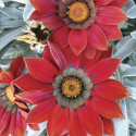 Gazania Frosty Kiss