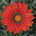 Gazania Frosty Kiss