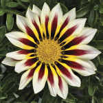Gazania Frosty Kiss...