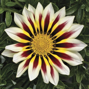 Gazania Frosty Kiss...