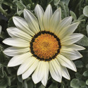 Gazania Frosty Kiss