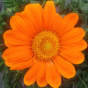 Gazania Gazoo