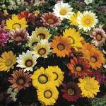 Gazania Gazoo...