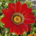 Gazania Gazoo