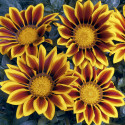 Gazania Kiss