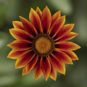 Gazania Kiss