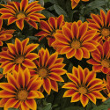 Gazania Kiss