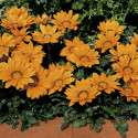 Gazania Kiss