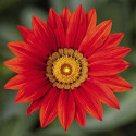 Gazania Kiss