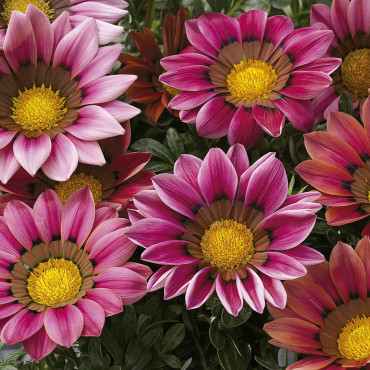 Gazania Kiss...